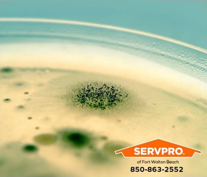 A closeup of mold spores is shown growing in a Petrie dish. 