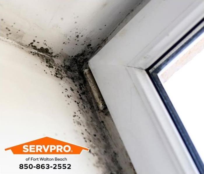 Mold grows along the edge of a leaking door. 